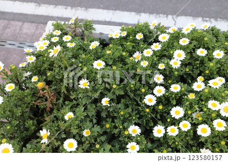 冬の庭に咲く白いノースポールの花 冬の庭に咲く白いノースポールの花 123580157
