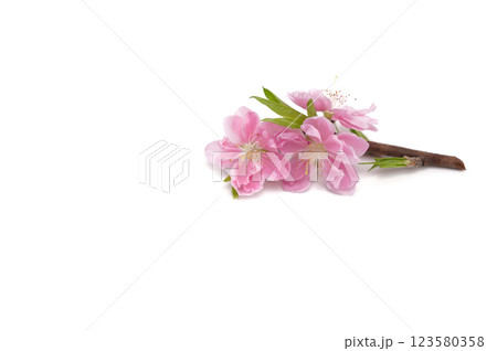 Cherry blossom isolated on white background. Sign of spring. Copy space. 123580358
