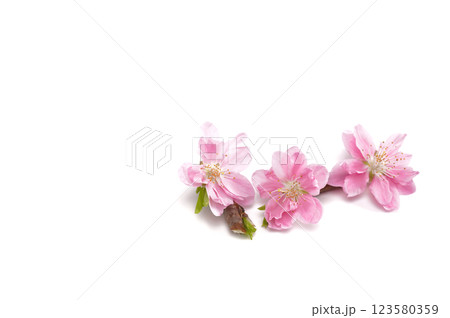 Cherry blossom isolated on white background. Sign of spring. Copy space. 123580359