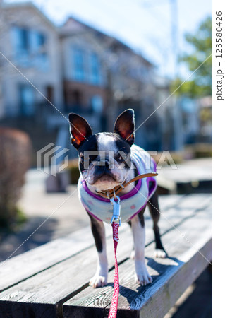 公園で遊ぶ愛犬　ボストンテリア 123580426