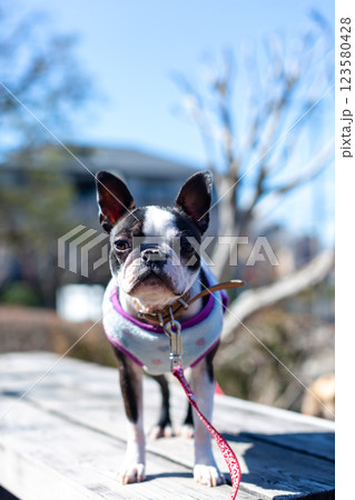 公園で遊ぶ愛犬　ボストンテリア 123580428