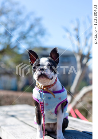 公園で遊ぶ愛犬　ボストンテリア 123580433