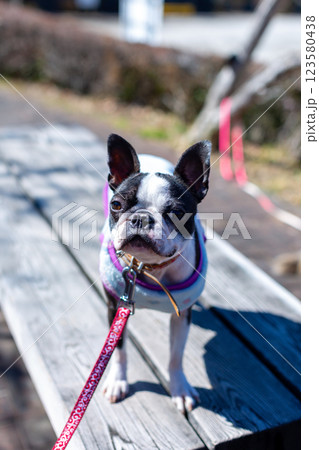公園で遊ぶ愛犬 ボストンテリア 公園で遊ぶ愛犬 ボストンテリア 123580438