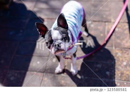 公園で遊ぶ愛犬　ボストンテリア 123580581