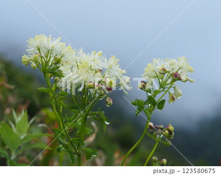 平標山のカラマツソウ 123580675