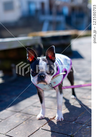 公園で遊ぶ愛犬 ボストンテリア 公園で遊ぶ愛犬 ボストンテリア 123580703