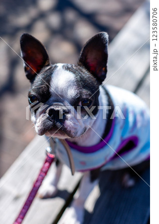 公園で遊ぶ愛犬　ボストンテリア 123580706
