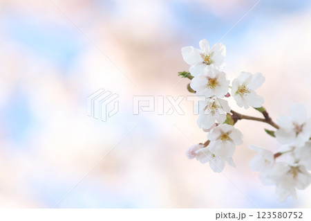 桜の花 桜の花 123580752