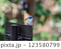 プレートに止まるルリビタキ 123580799