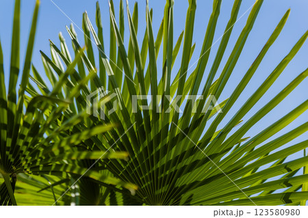 Sunlit palm fronds create a natural pattern against clear blue sky. Natural background of tropical leaves, exotic summer vibe. Lush green palm fronds swaying under clear blue sky 123580980