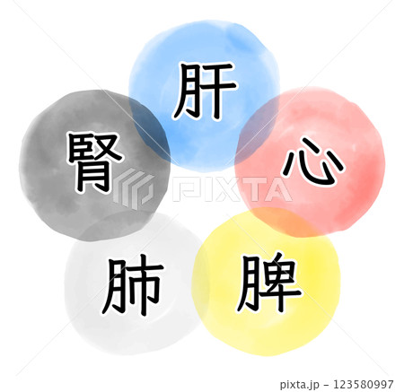 五臓のイメージの水彩イラスト 五臓のイメージの水彩イラスト 123580997