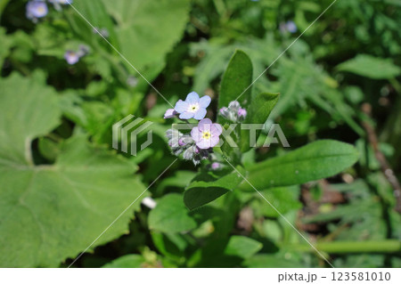 上高地の花「エゾムラサキ」 123581010
