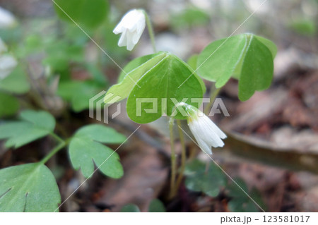 上高地の花「コミヤカタバミ」 123581017