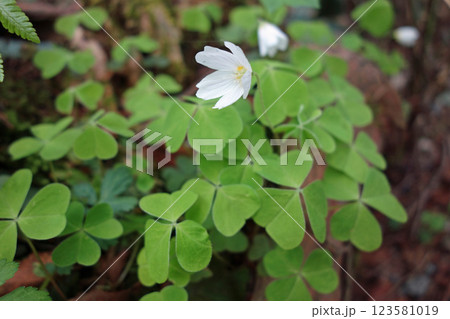 上高地の花「コミヤカタバミ」 123581019
