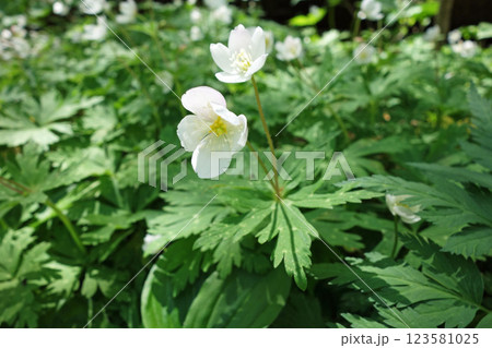 上高地の花「ニリンソウ」 123581025