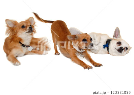 Three happy chihuahua puppy dogs on a white background Three happy chihuahua puppy dogs on a white background 123581059