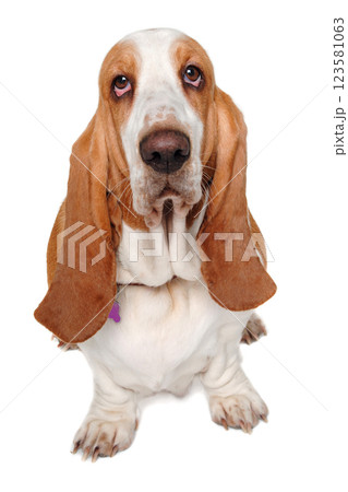 Sad Basset Hound dog on a white background Sad Basset Hound dog on a white background 123581063
