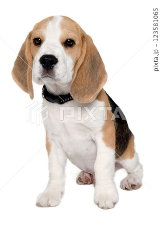 Sad beagle puppy dog on a white background 123581065
