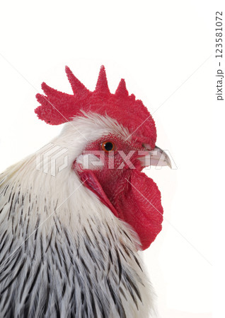 Head of rooster on white background 123581072
