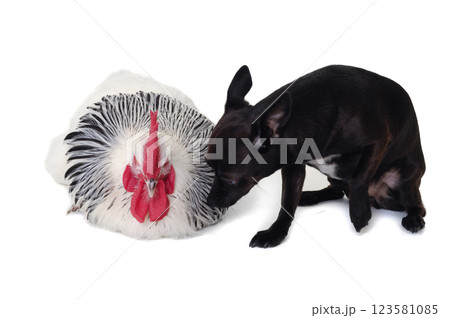 Puppy dog and rooster Puppy dog and rooster 123581085