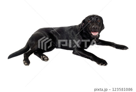 dog on a white background dog on a white background 123581086