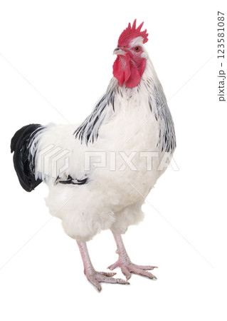 Rooster on white background 123581087