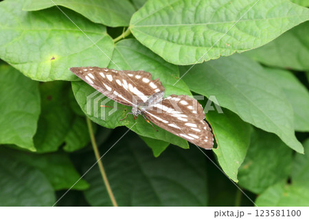 葉に止まるコミスジ 123581100