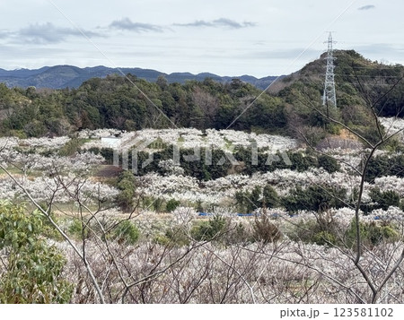 梅の花の咲く山をみる景色 123581102