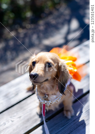 公園で遊ぶカニンヘンダックス ダックスフンド 公園で遊ぶカニンヘンダックス ダックスフンド 123581401