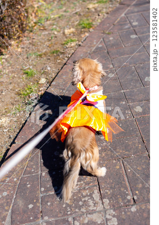 公園で遊ぶカニンヘンダックス ダックスフンド 公園で遊ぶカニンヘンダックス ダックスフンド 123581402