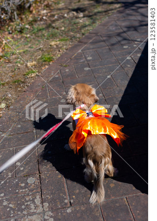 公園で遊ぶカニンヘンダックス　ダックスフンド 123581403