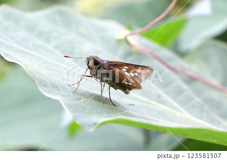 葉に止まるチャバネセセリ 123581507