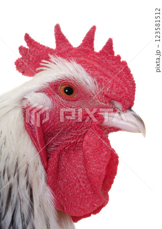 Head of rooster on white background Head of rooster on white background 123581512