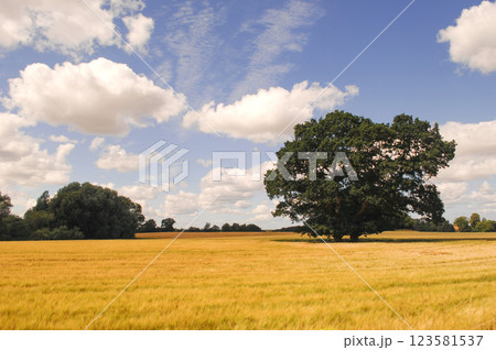 Tree, cornfield and clouds 123581537