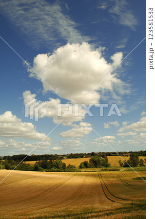 Cornfield 123581538
