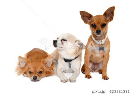 Three happy chihuahua puppy dogs on a white background Three happy chihuahua puppy dogs on a white background 123581551