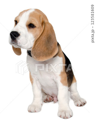 Sad beagle puppy dog on a white background Sad beagle puppy dog on a white background 123581609