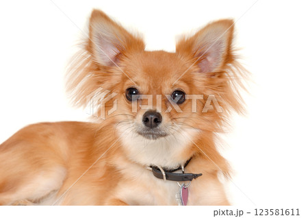 chihuahua puppy dog is resting on a white background 123581611