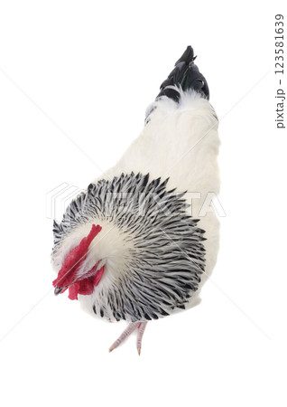 Rooster on white background Rooster on white background 123581639
