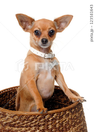 chihuahua puppy dog  on a white background 123581643