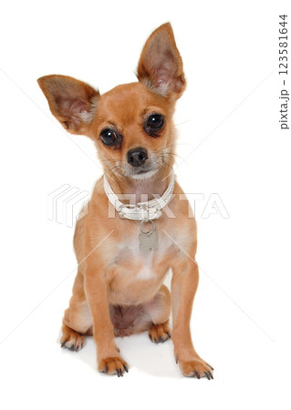chihuahua puppy dog is sitting on a white background chihuahua puppy dog is sitting on a white background 123581644