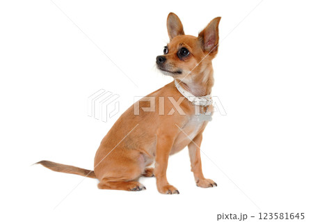 chihuahua puppy dog is sitting on a white background chihuahua puppy dog is sitting on a white background 123581645