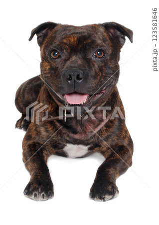 Staffordshire Bull Terrier dog Staffordshire Bull Terrier dog 123581646