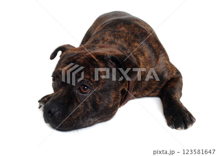Staffordshire Bull Terrier dog 123581647