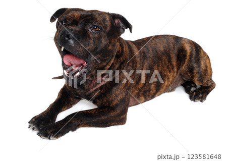 Staffordshire Bull Terrier dog 123581648