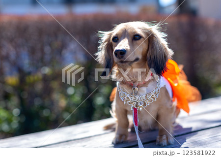 公園で遊ぶカニンヘンダックス　ダックスフンド 123581922