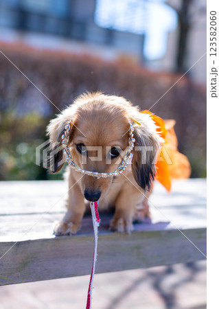 公園で遊ぶカニンヘンダックス ダックスフンド 公園で遊ぶカニンヘンダックス ダックスフンド 123582060