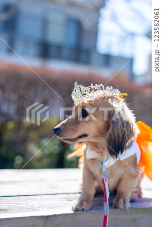 公園で遊ぶカニンヘンダックス ダックスフンド 公園で遊ぶカニンヘンダックス ダックスフンド 123582061