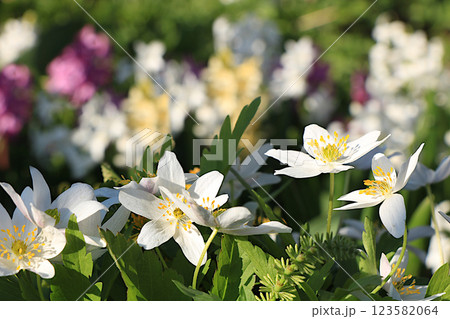 Delicate first anemone flowers in the spring forest. Abstract floral background, banner. Spring arrival concept, floral card, template for design, selective focus; Delicate first anemone flowers in the spring forest. Abstract floral background, banner. Spring arrival concept, floral card, template for design, selective focus; 123582064