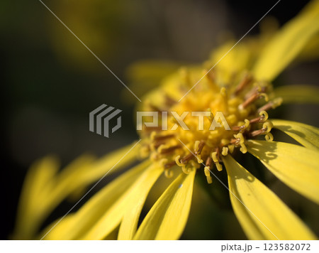 11月に咲いた黄色くて可愛らしいツワブキの花 11月に咲いた黄色くて可愛らしいツワブキの花 123582072